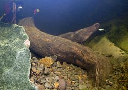 Tree trunks in River Lune, Cumbria.
Wasn't sure which ca... by Mark Thomas 